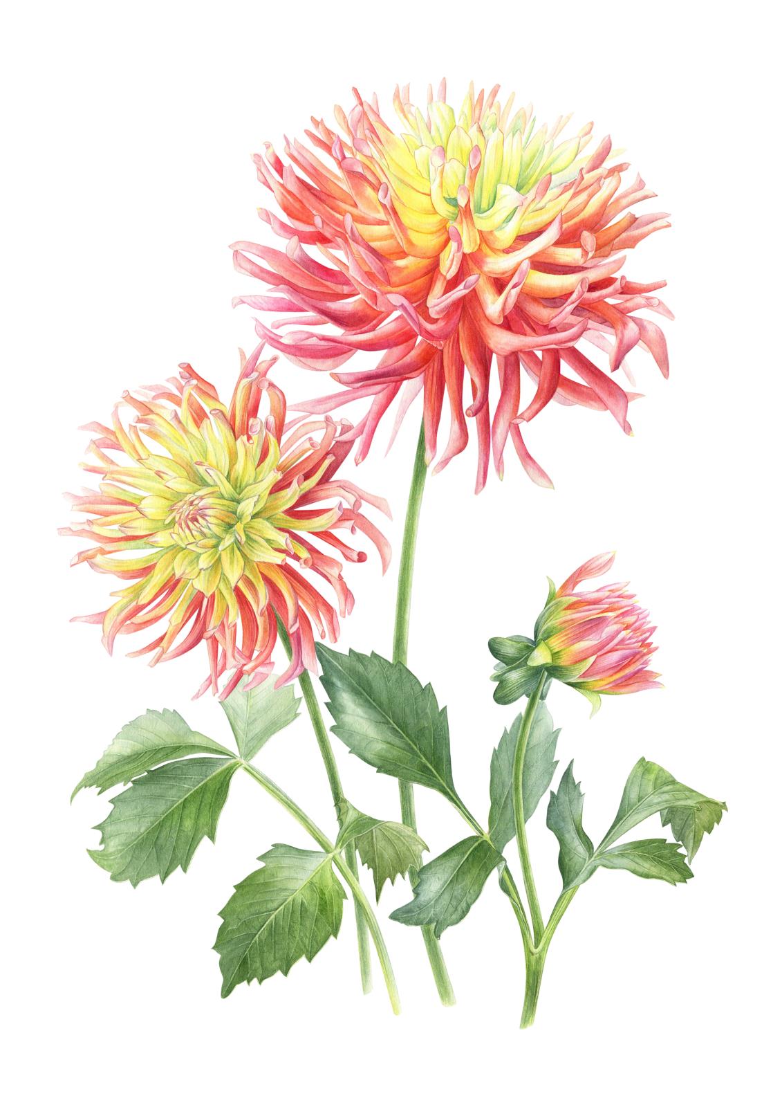 Dahlias