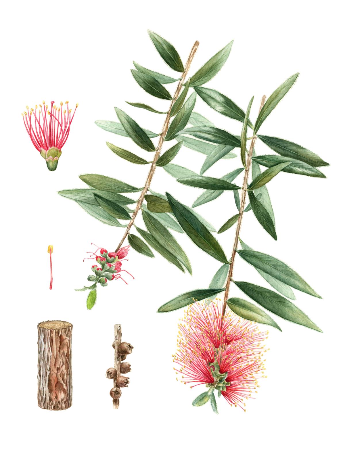 Melaleuca comboynensis (Callistemon comboynensis)