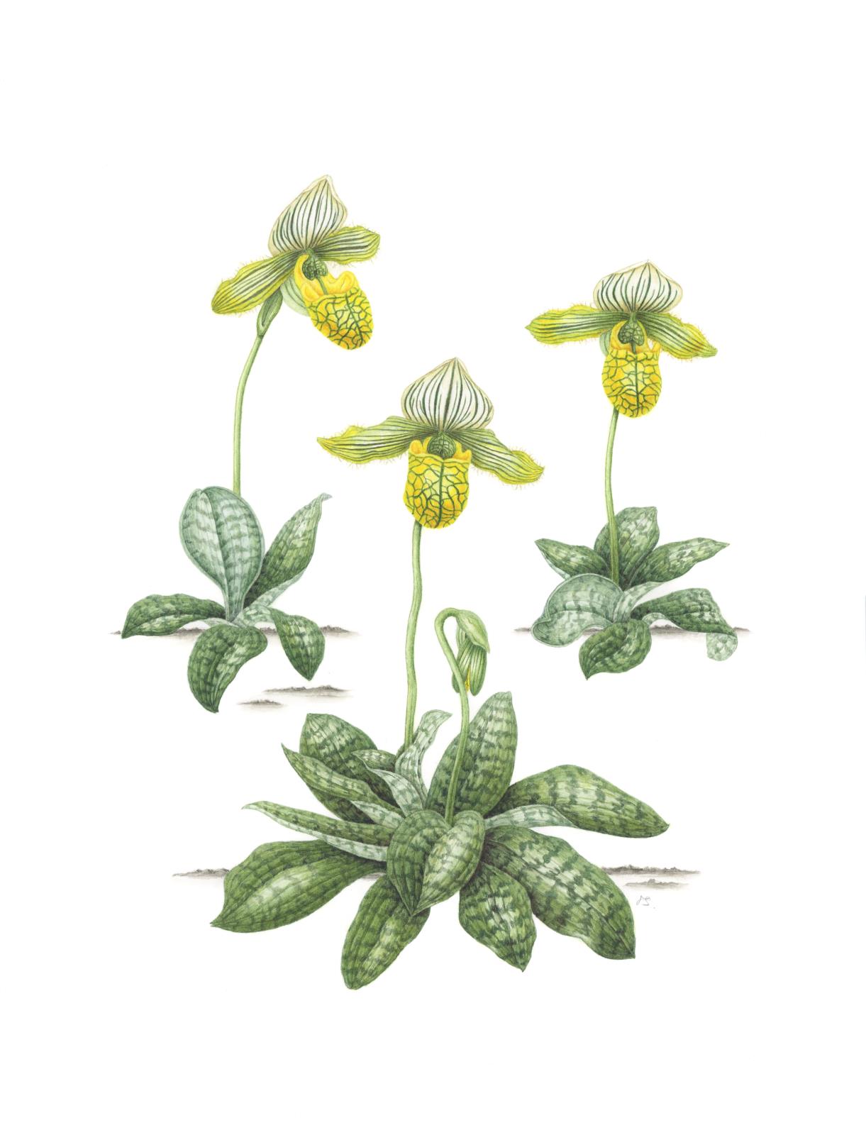 Paphiopedilum venustum alba