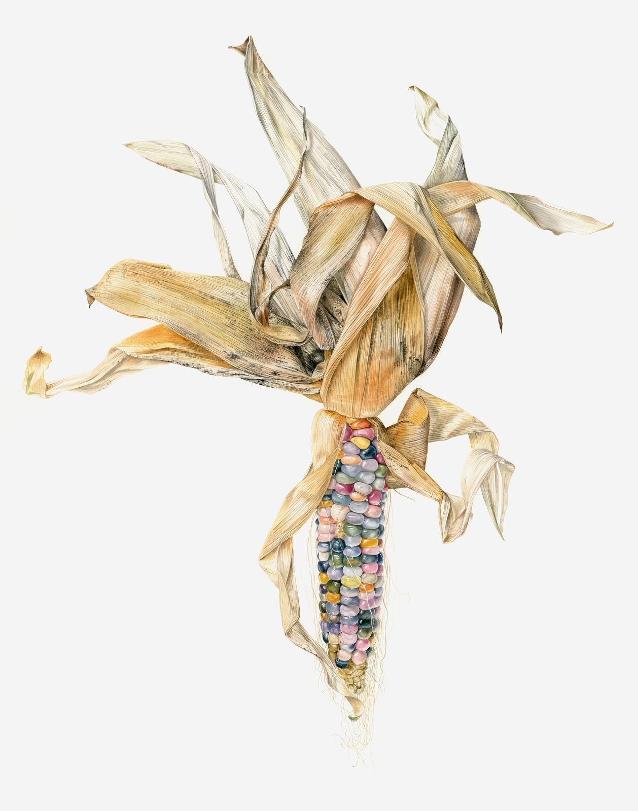 Zea mays Glass gem