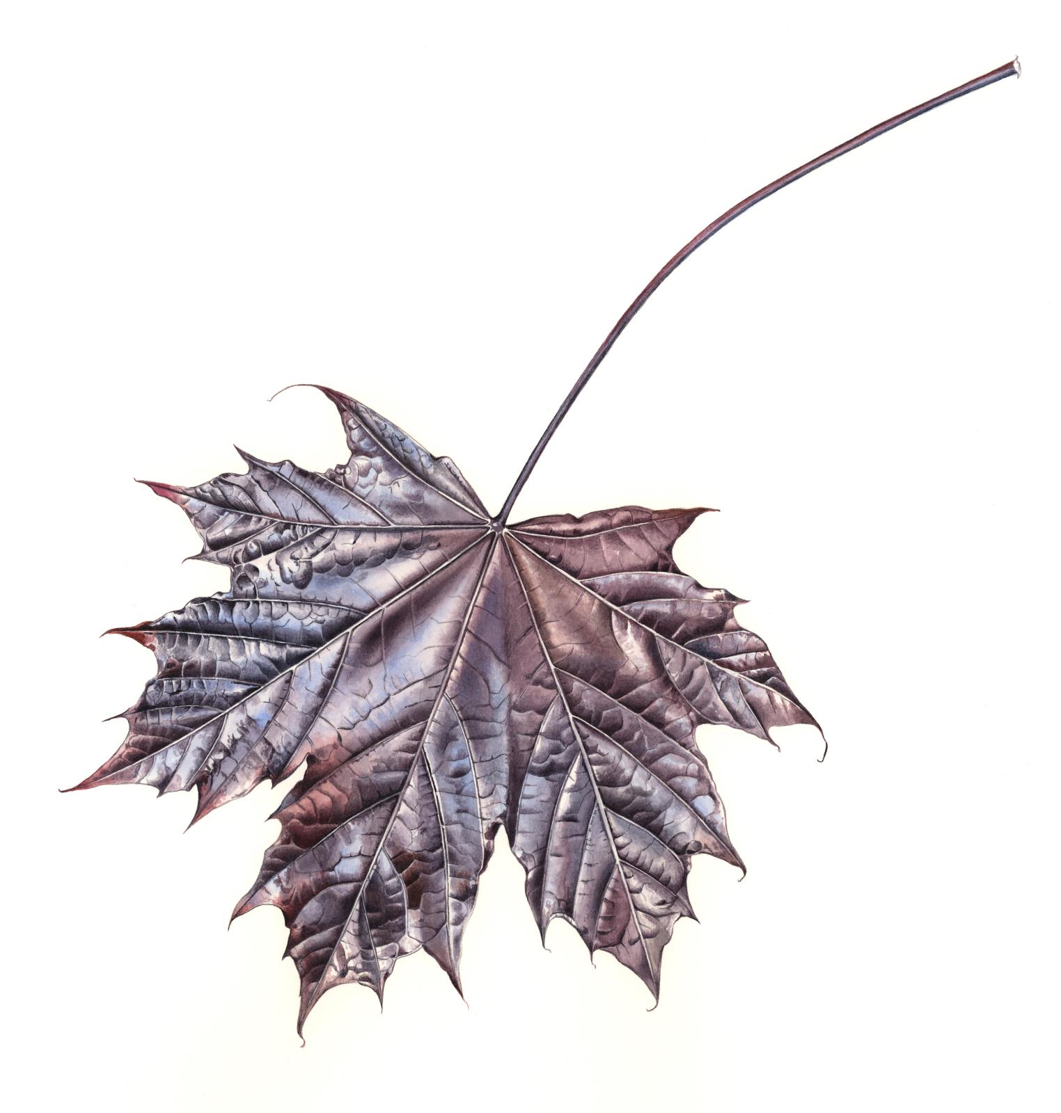 Acer platanoides 'Crimson King'