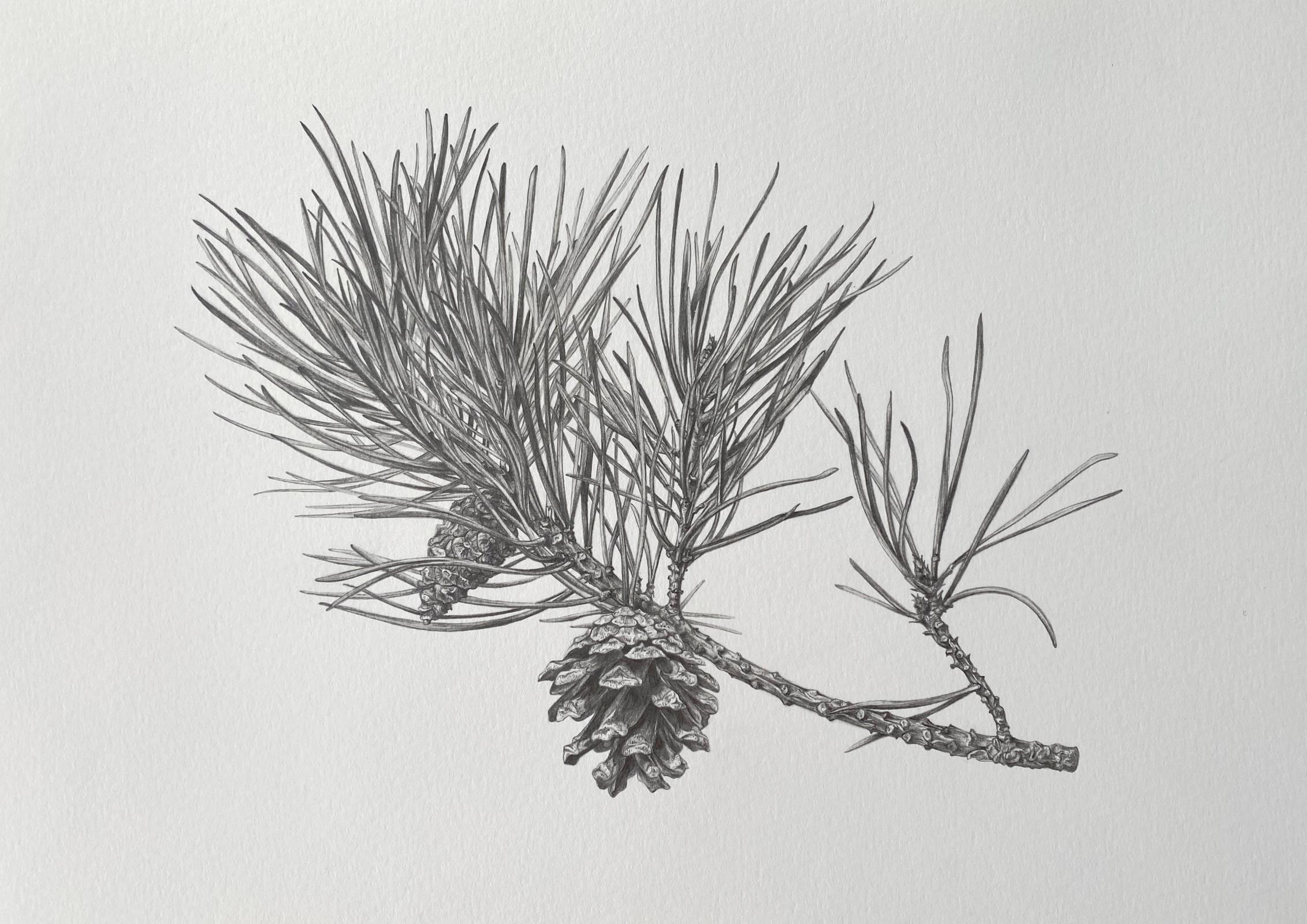 Pinus sylvestris
