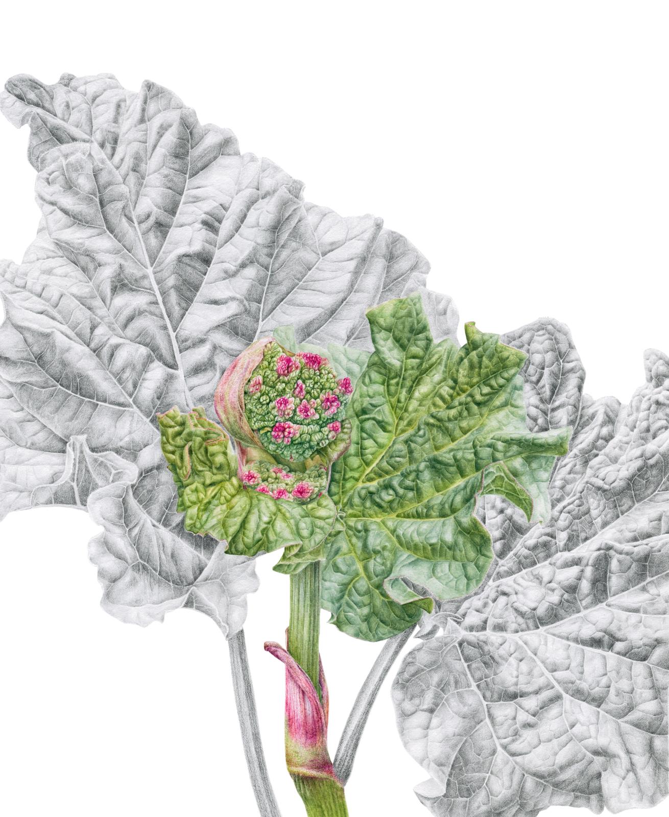 Rhubarb