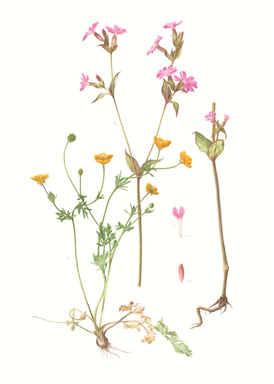 Meadow Awakening