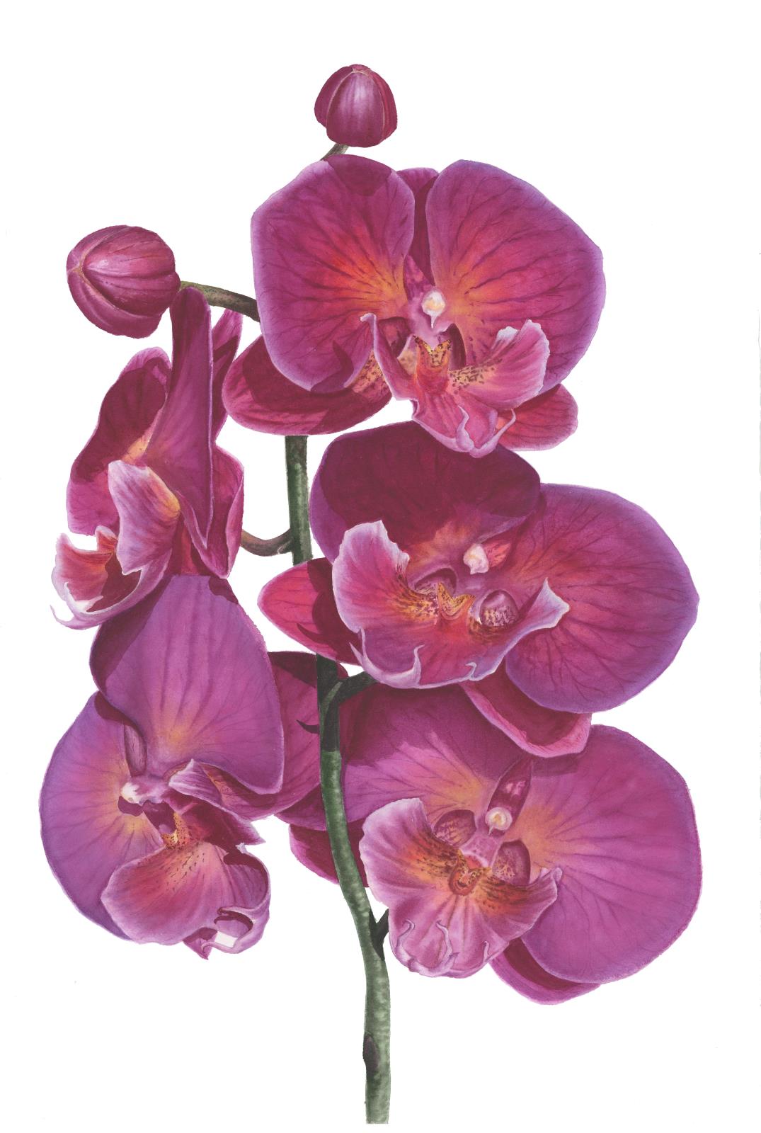Sonnet Orchid