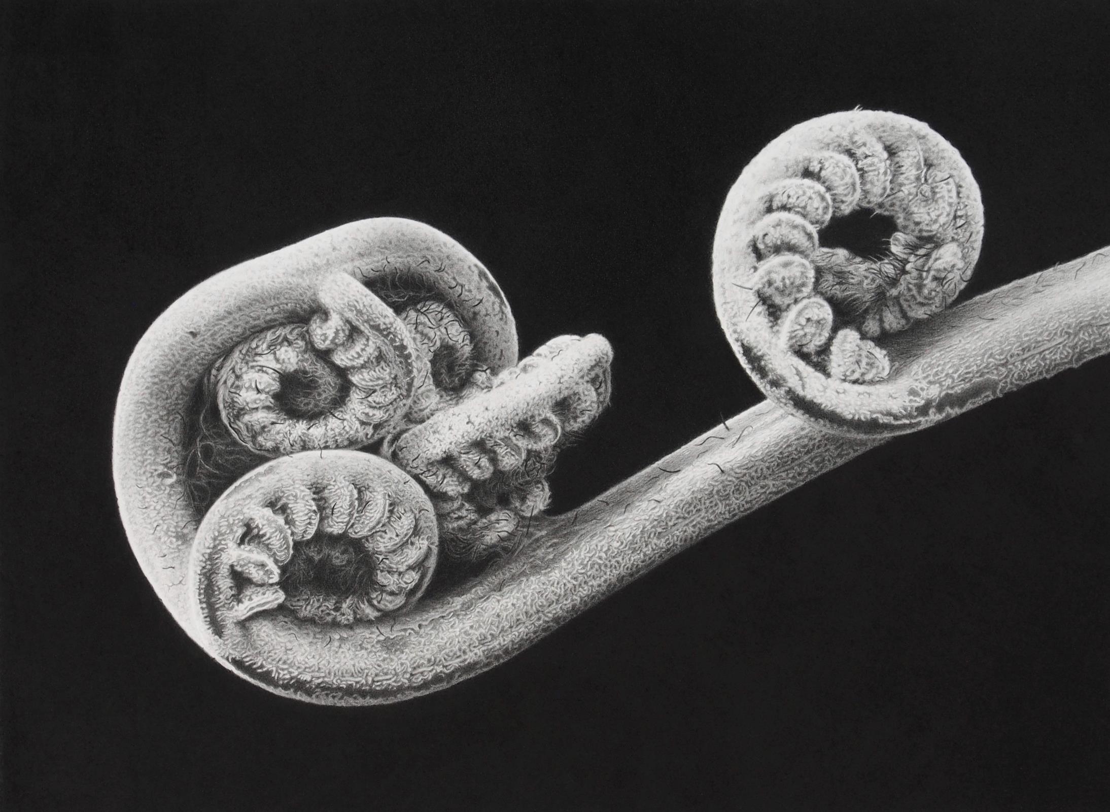 Crozier - Cyathea vieillardii