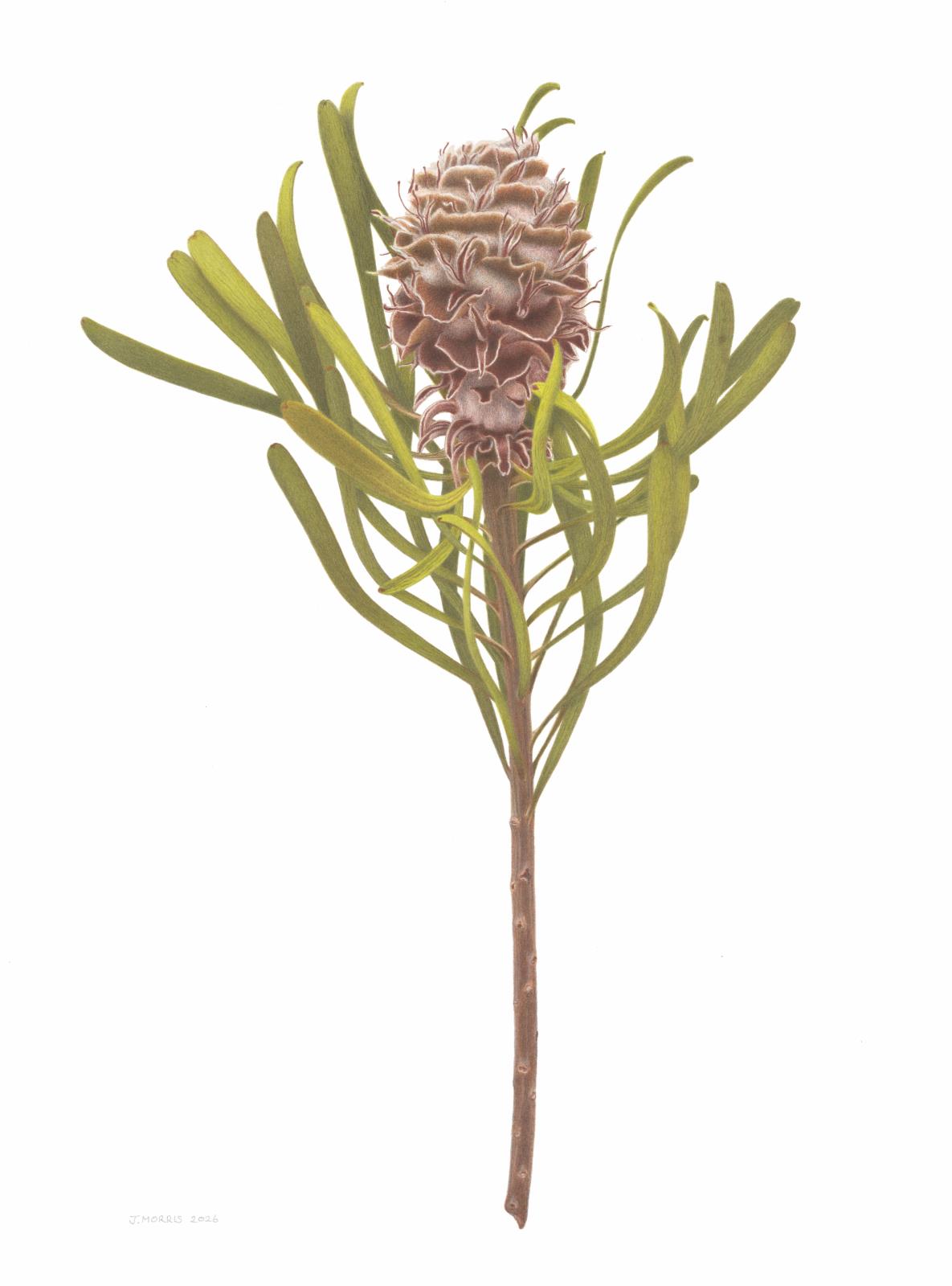 Leucadendron coniferum, dried cone
