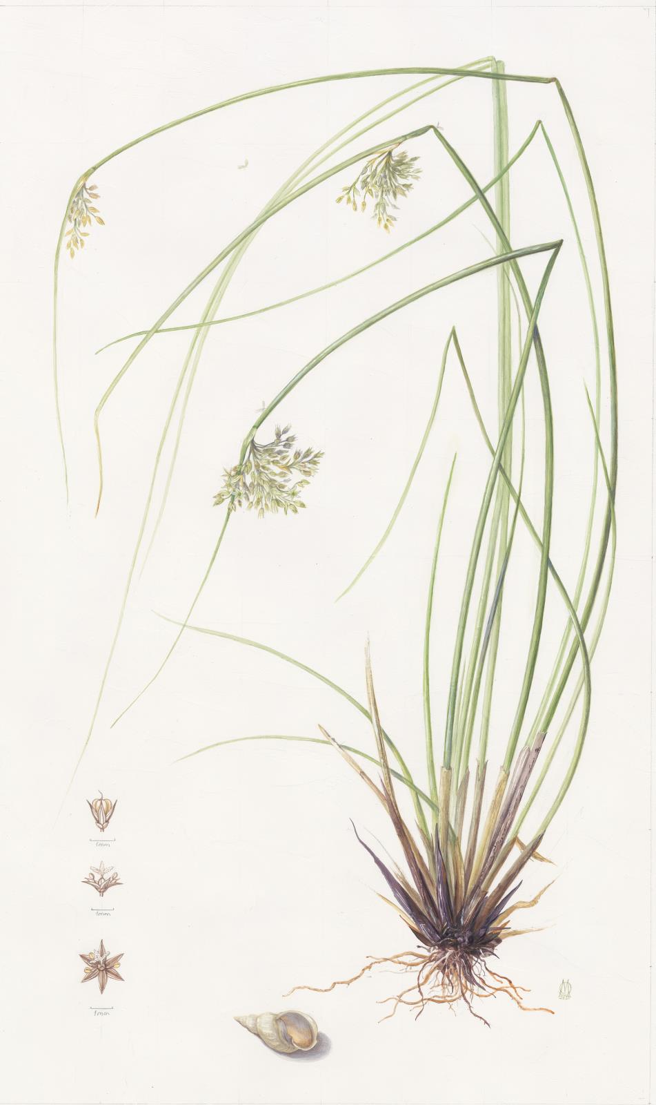 Juncus effusus