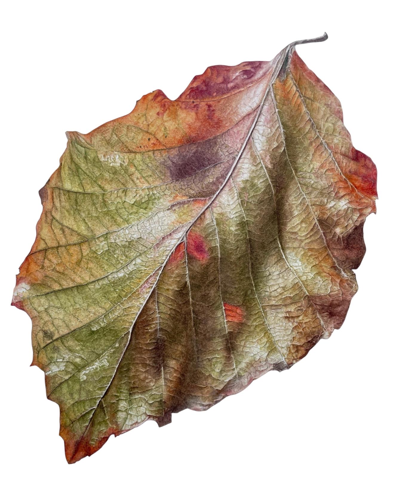 Nature's Tapestry Beech Leaf -Fagus sylvatica