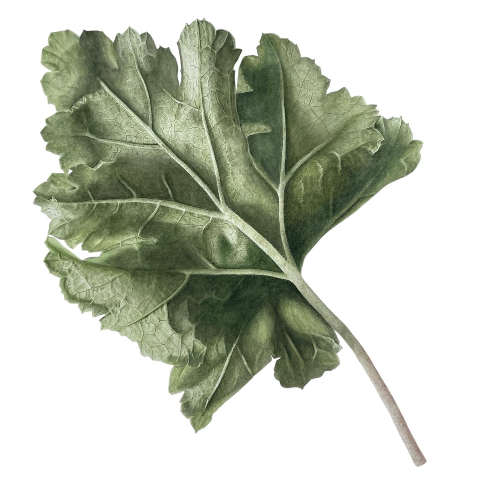 Heuchera Leaf - Heuchera