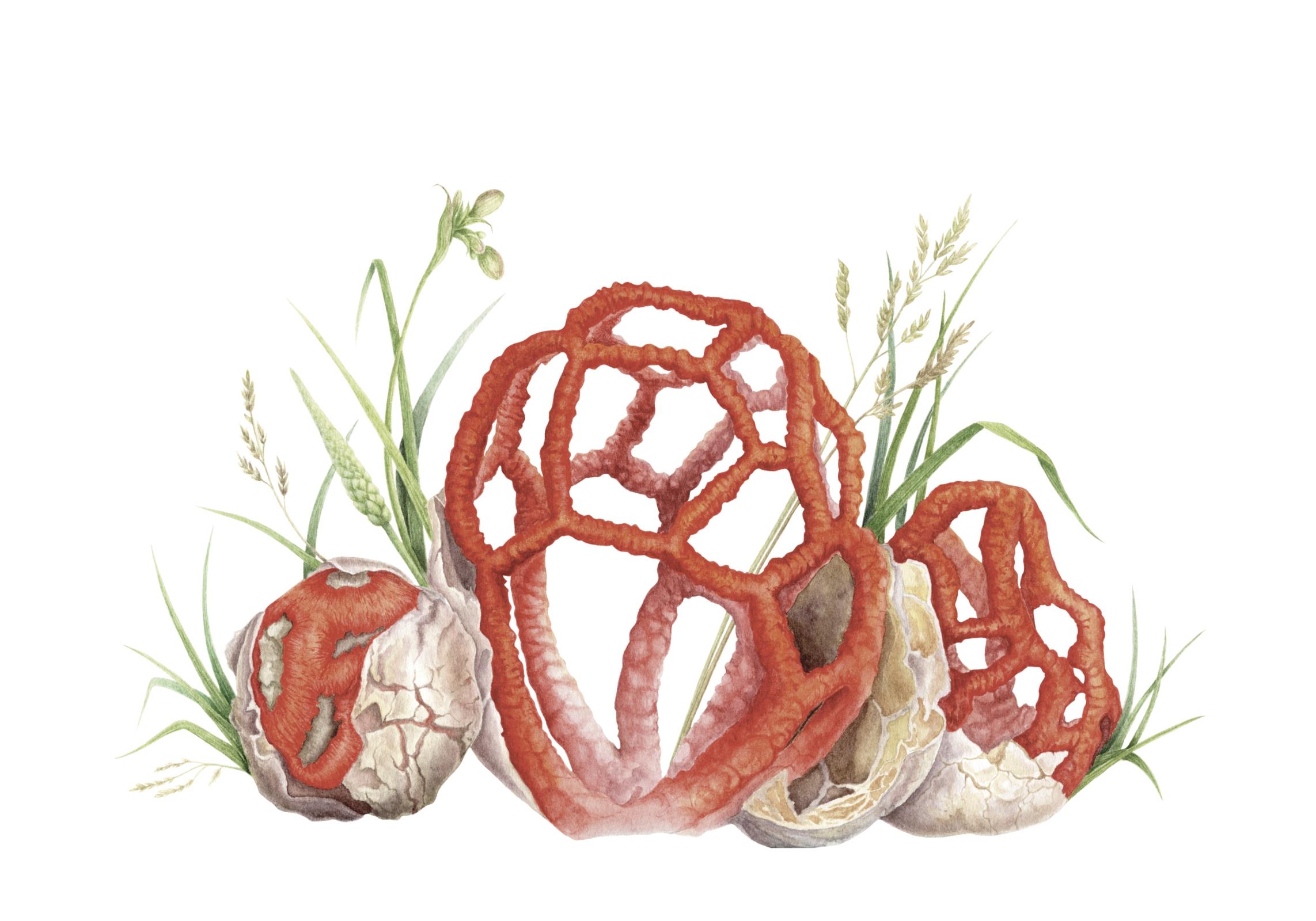 Clathrus ruber
