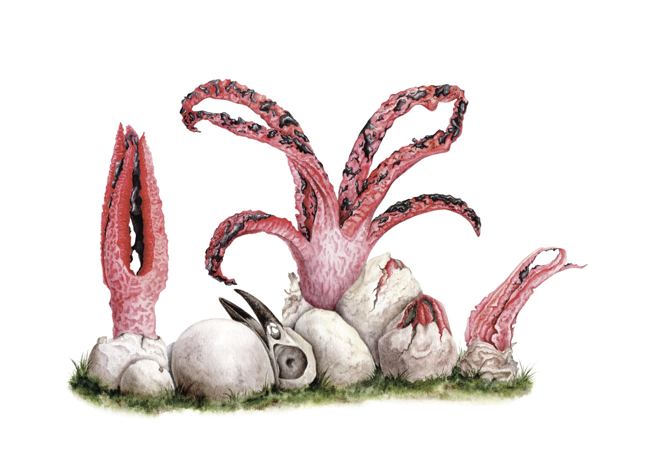 Clathrus archeri
