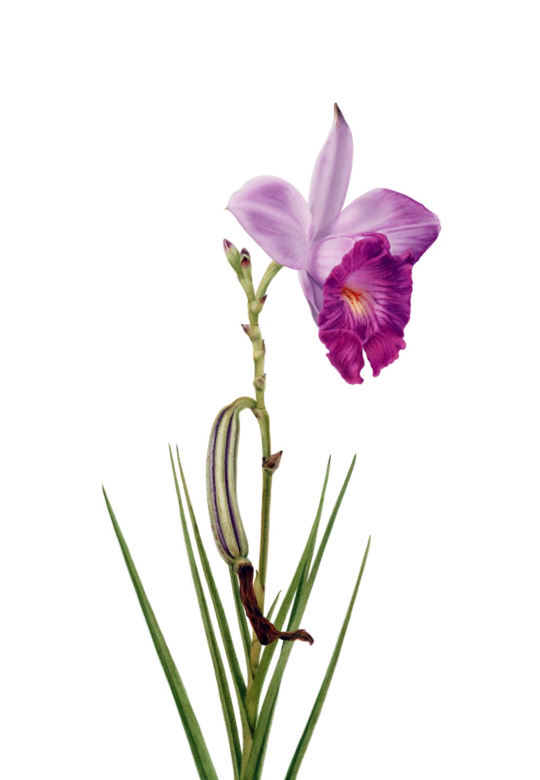 Bamboo orchid #2