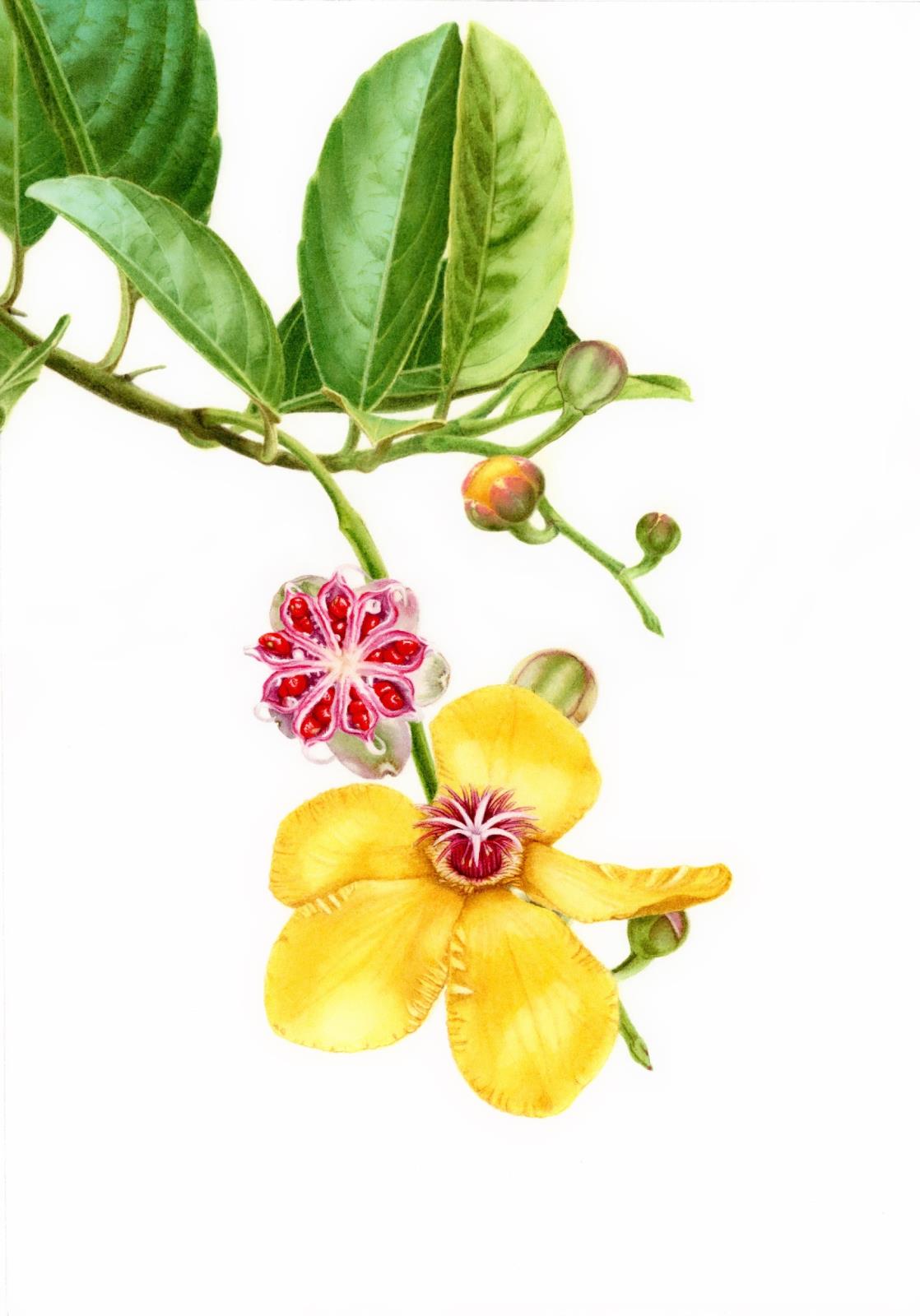 Dillenia luzoniensis #2