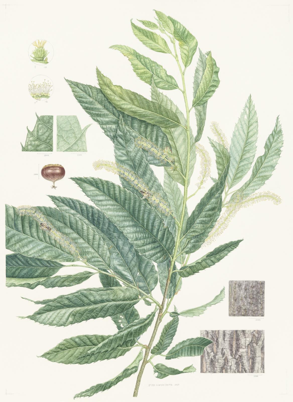 Castanea crenata Siebold & Zucc.