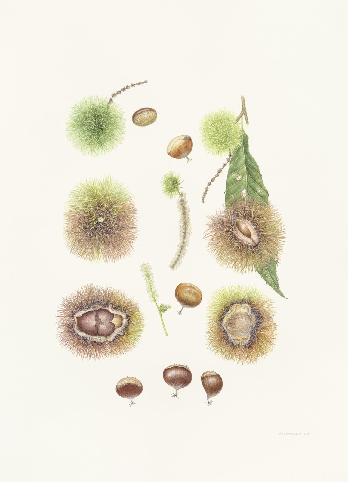Castanea crenata Siebold & Zucc.