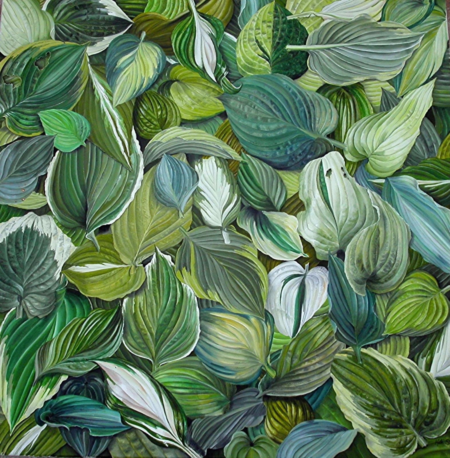Hosta Leaves