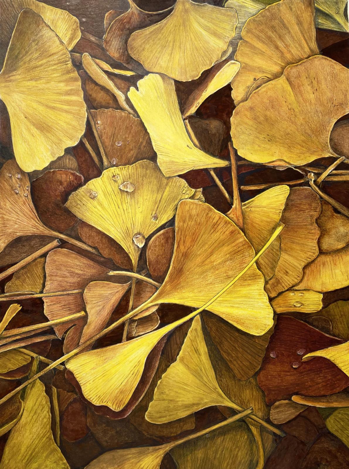 Gingko - Autumn Gold