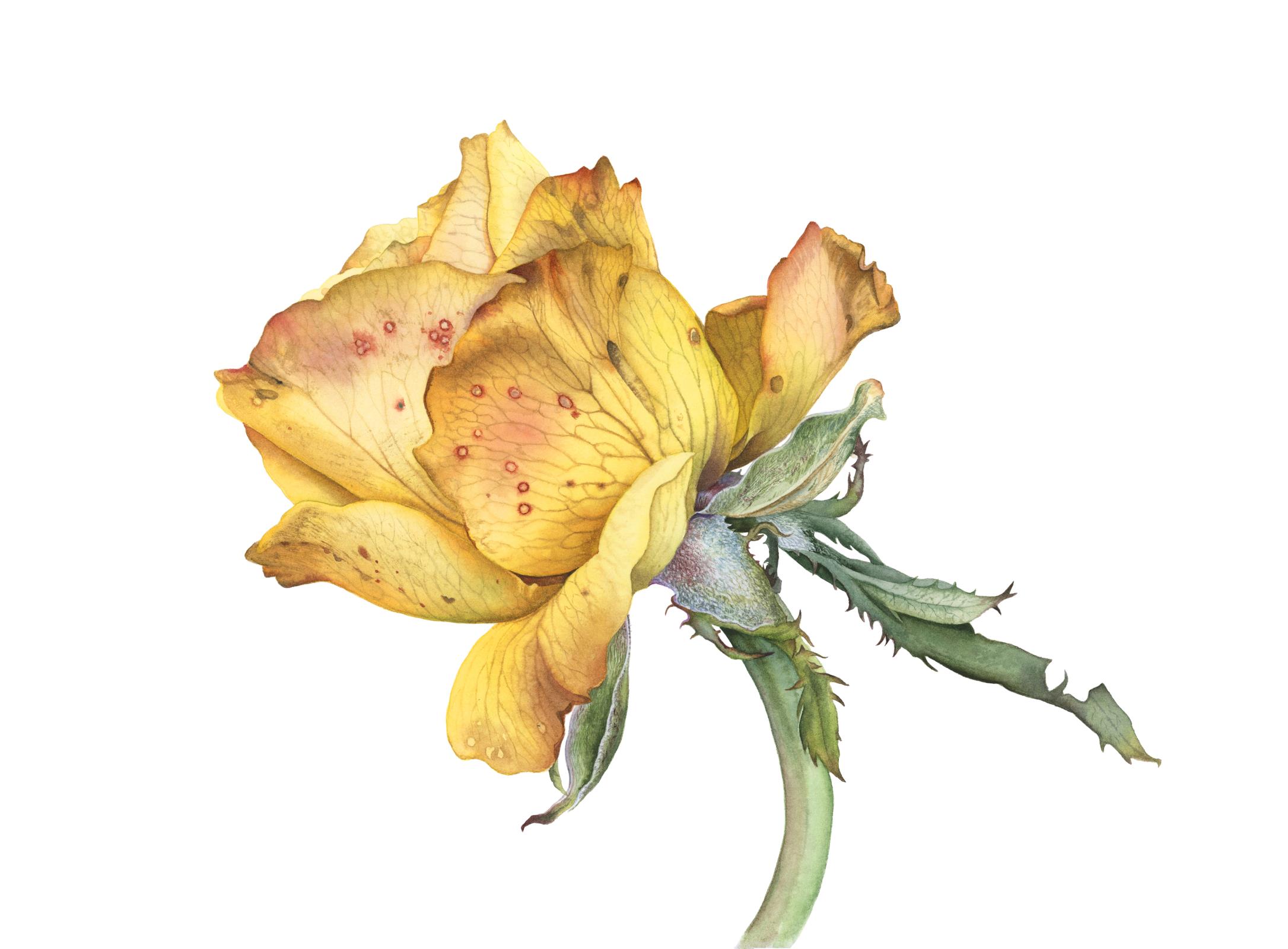 Autumn Rose. Exquisite Withering.