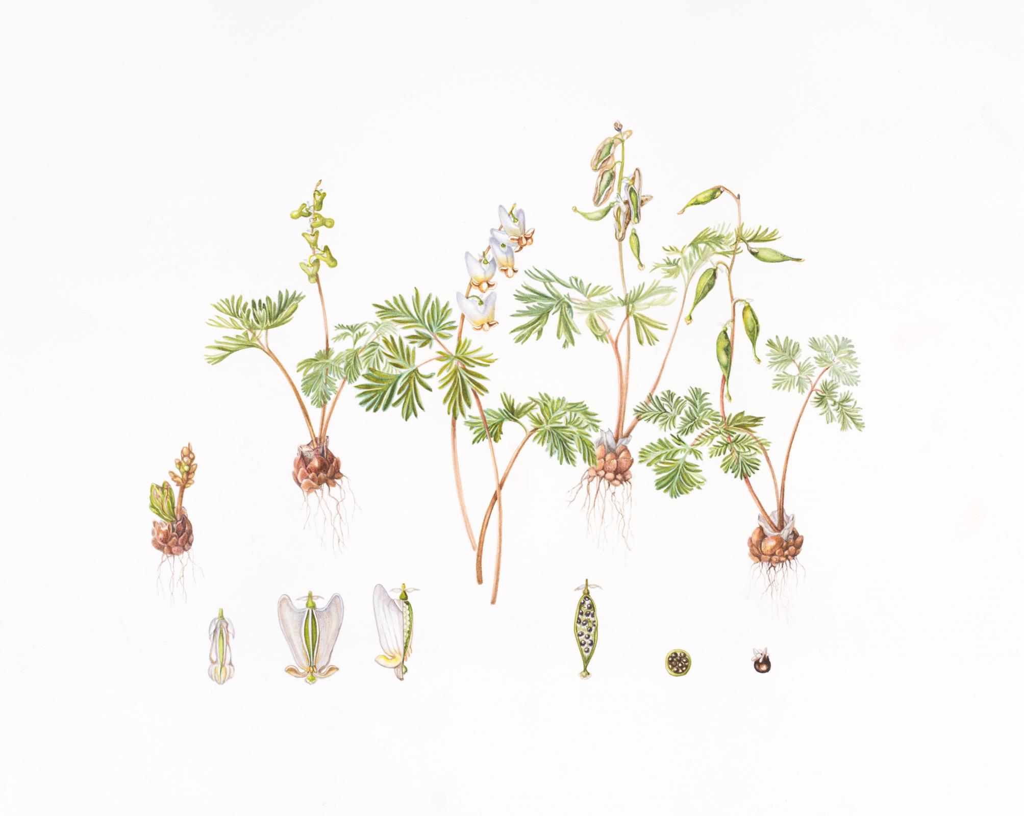 Dutchman’s Breeches 
