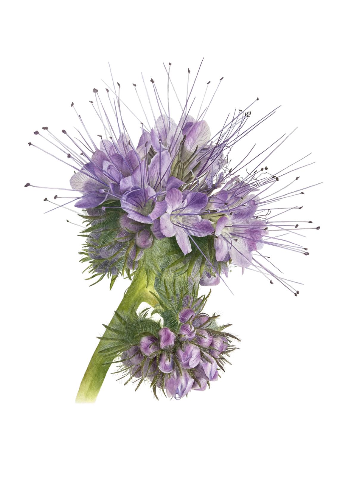 Phacelia