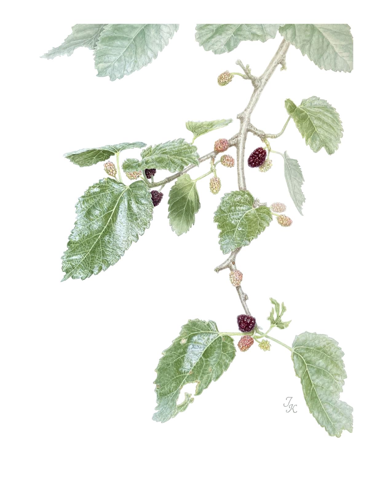 Black mulberry / Morus nigra