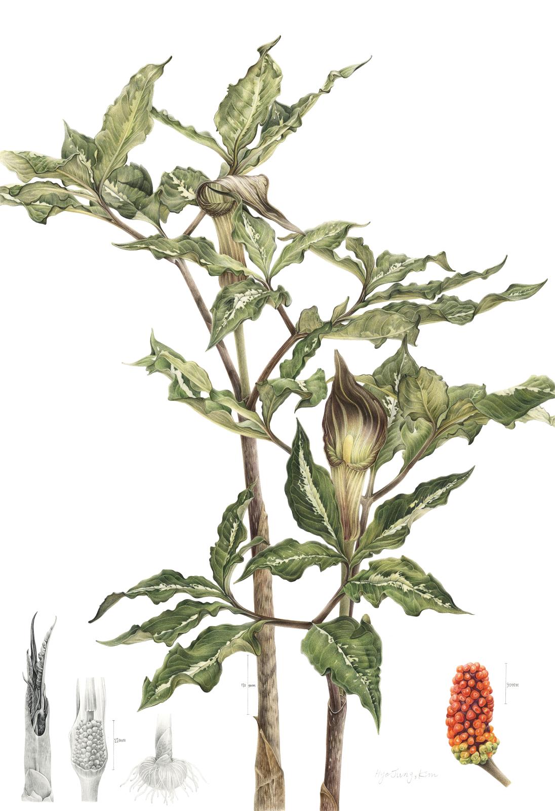 Arisaema takesimense Nakai