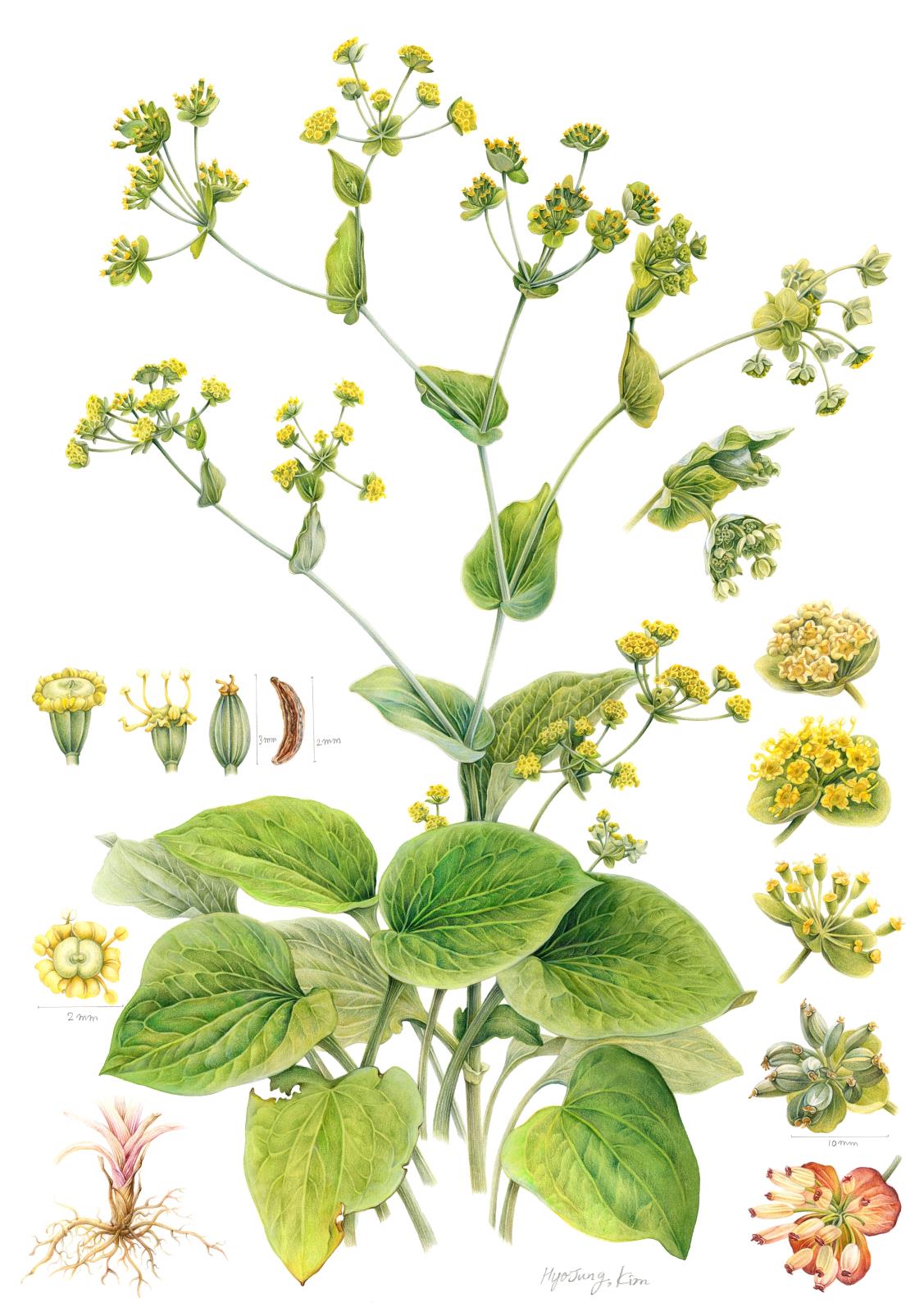Bupleurum latissimum Nakai