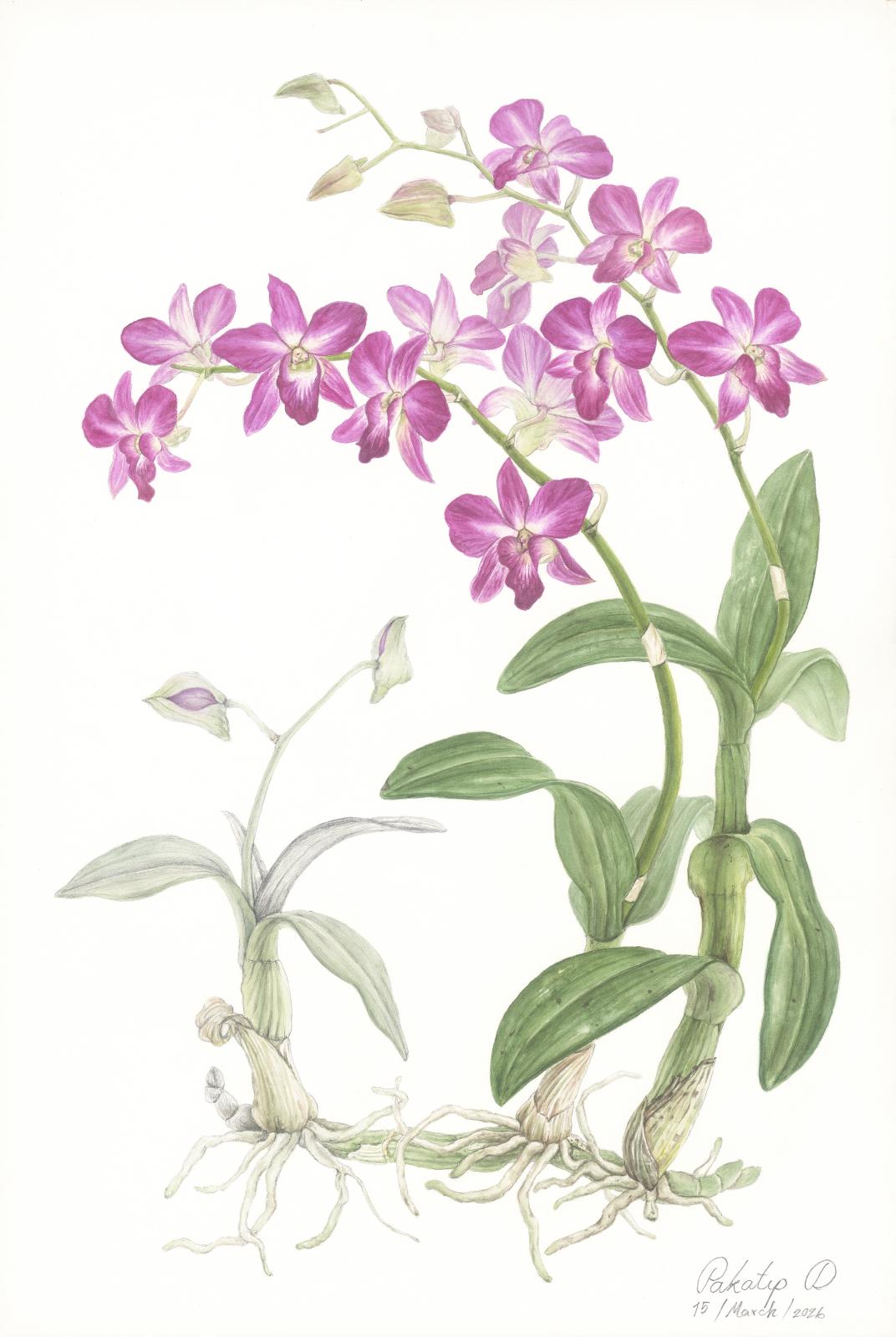 Purple Dendrobium Orchid