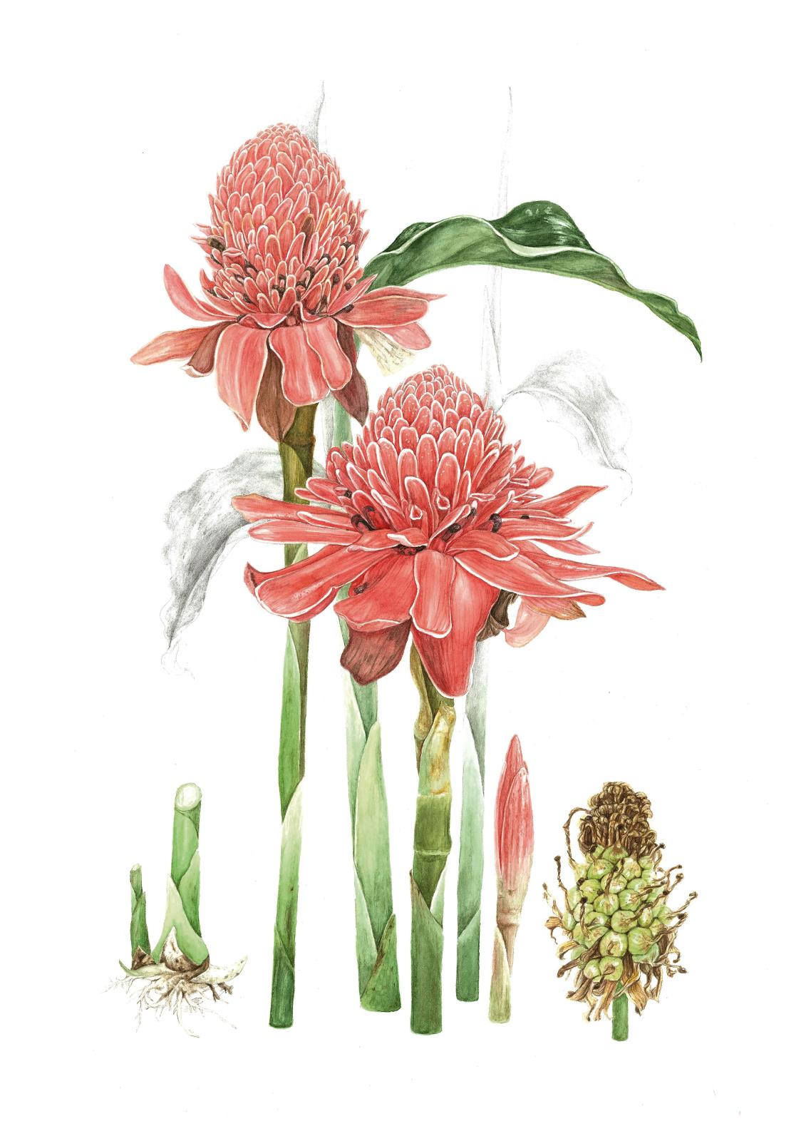 Etlingera elatior