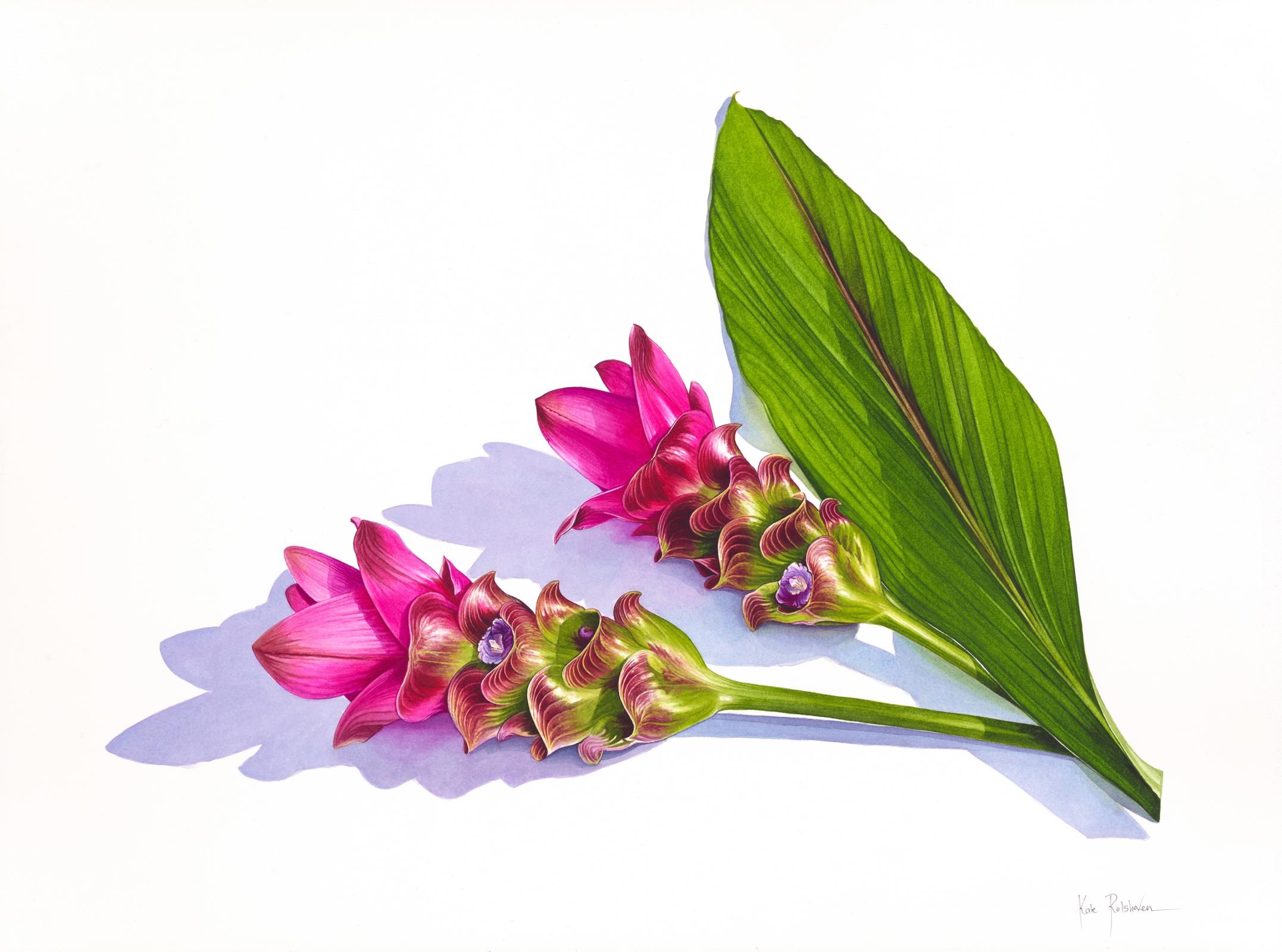 Curcuma