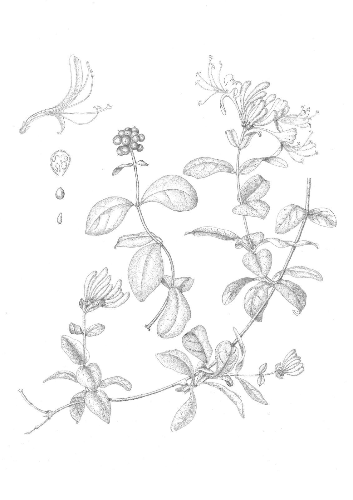 Lonicera periclymenum