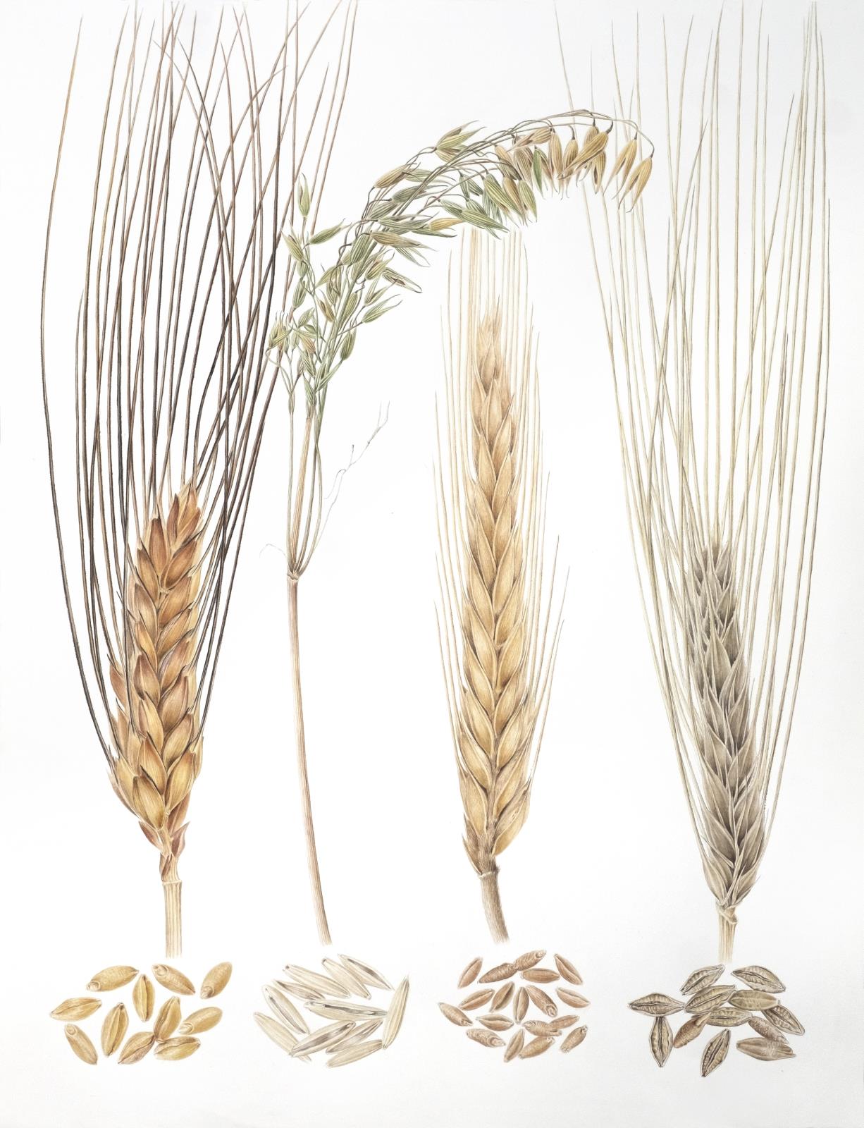 Grains of Izmir