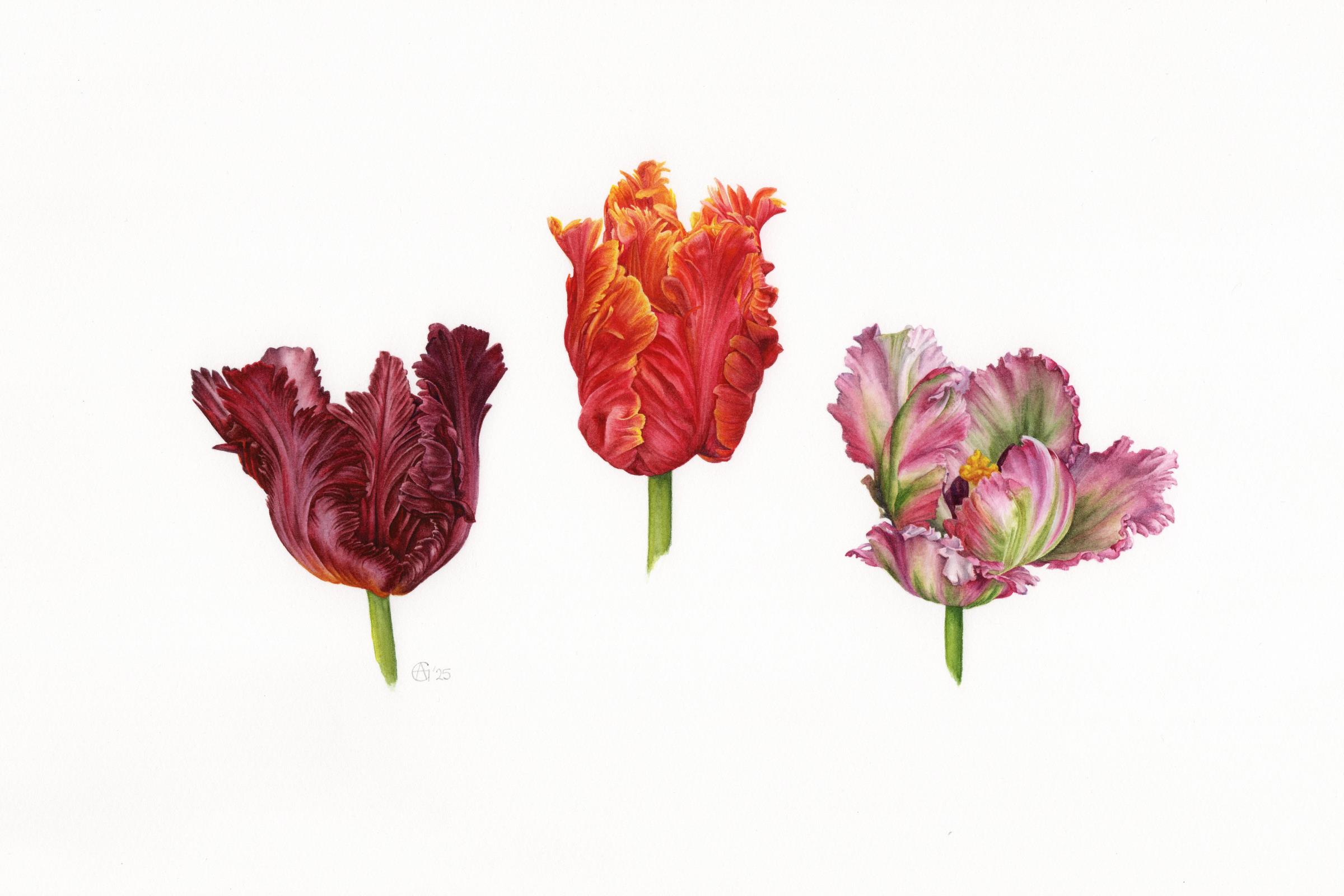 Parrot Tulips