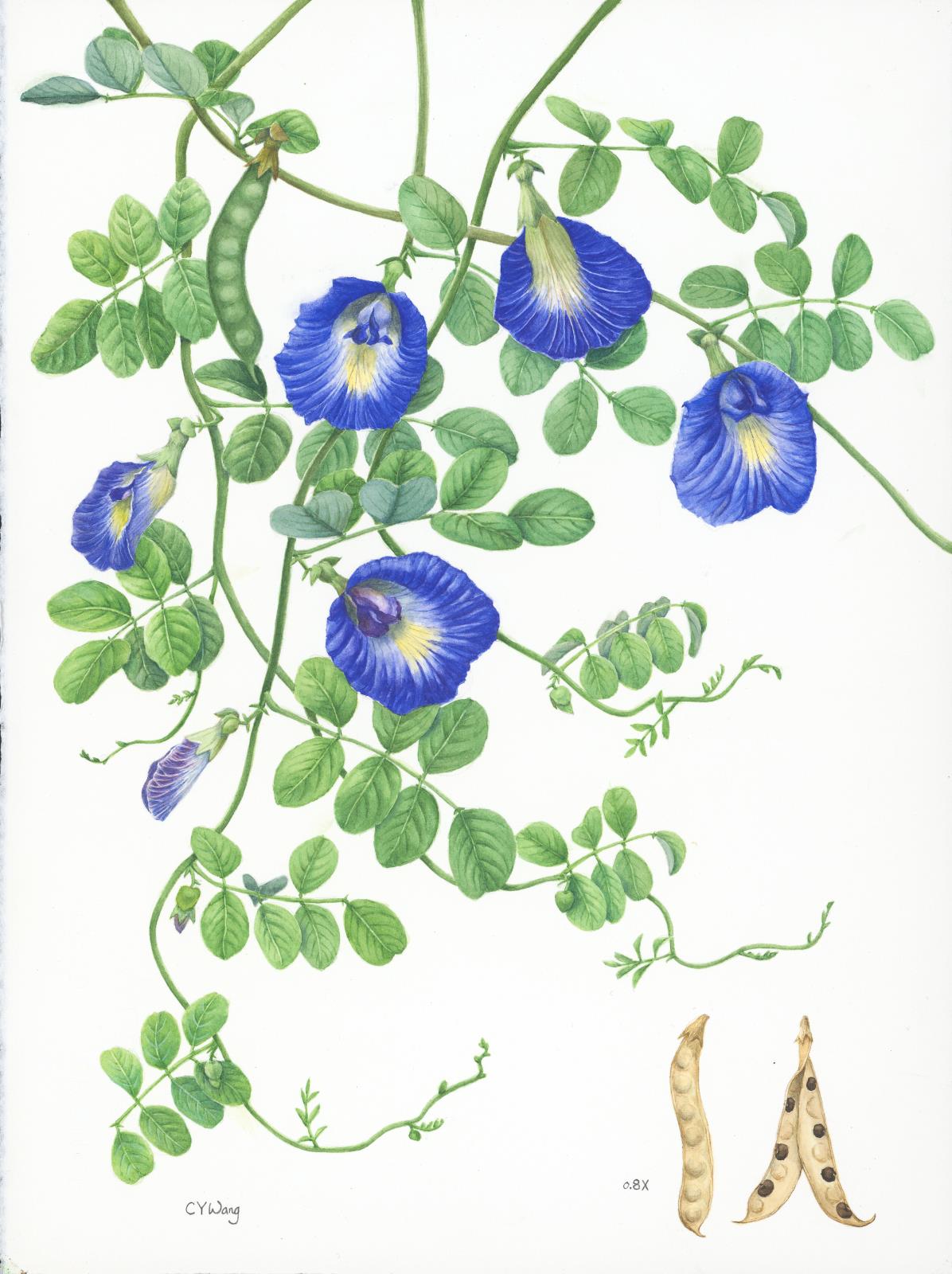 Butterfly Pea (Clitoria ternatea L.)