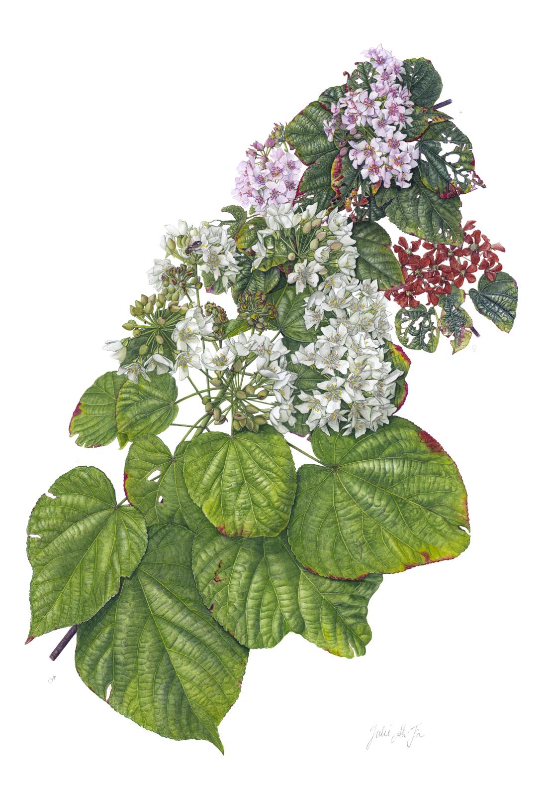Dombeya umbellata