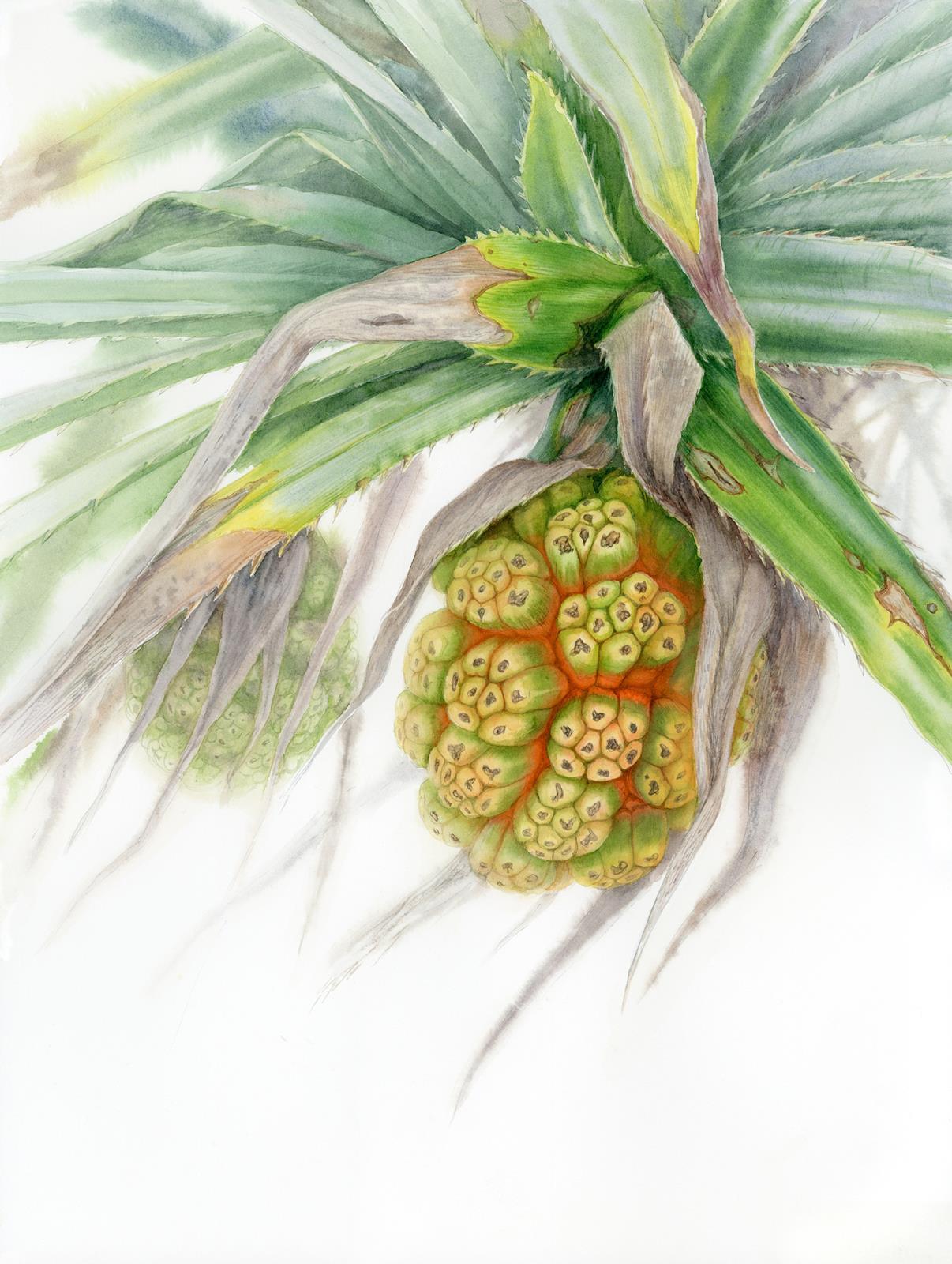 Wind at the Devil’s Tears / Pandanus tectorius