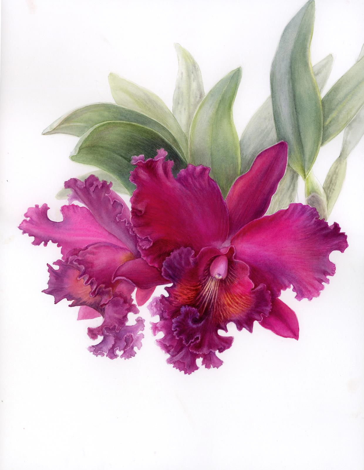 Dance of Passion / The Crimson Cattleya