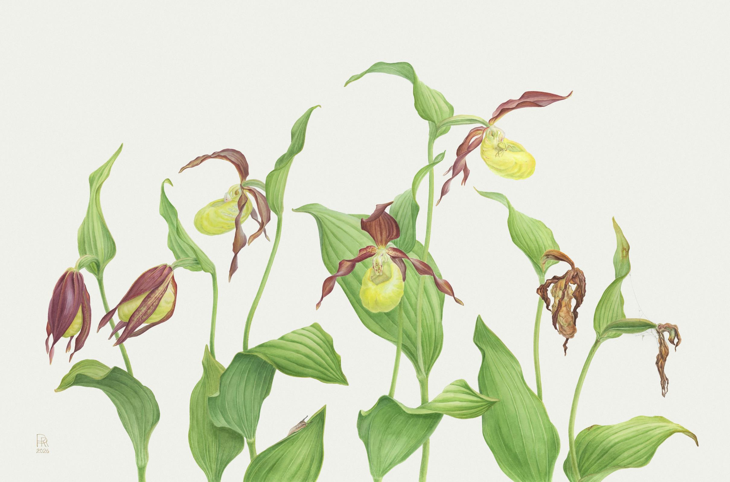 Life cycle of a flower. Lady's-slipper orchid.