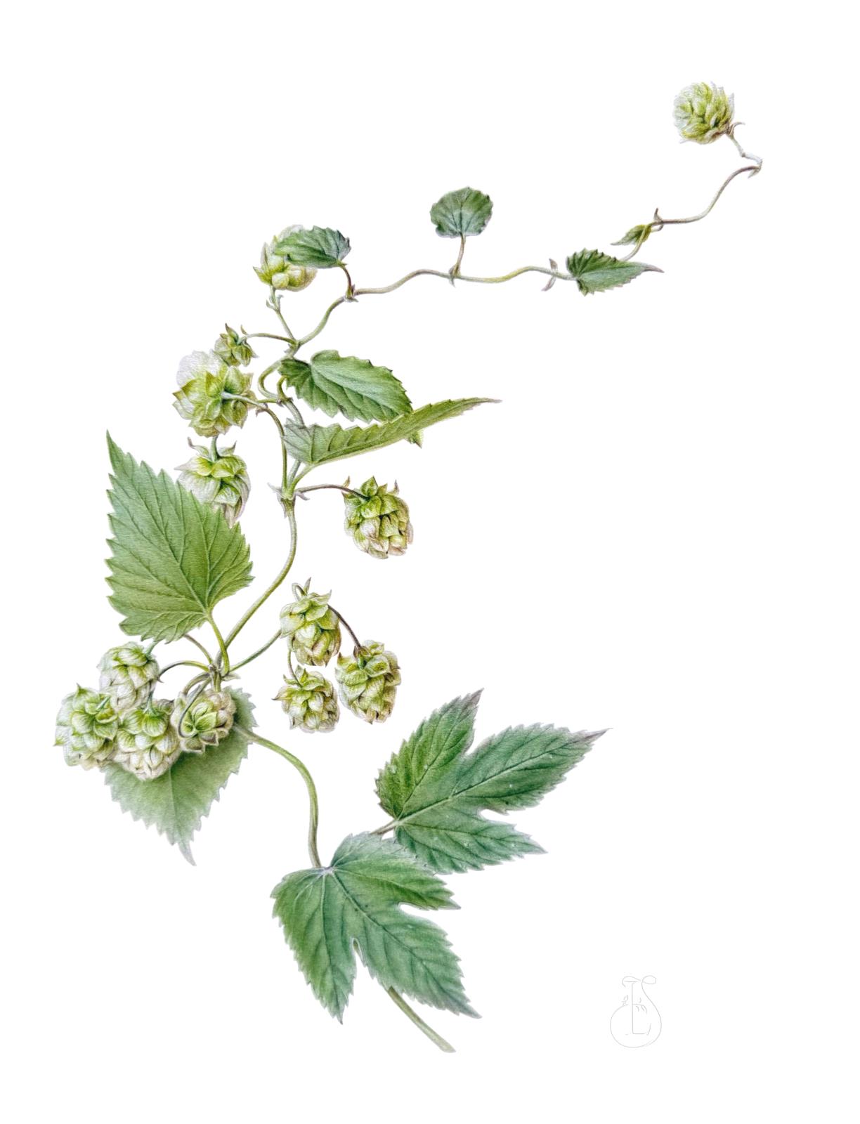 Hops: Green Lace