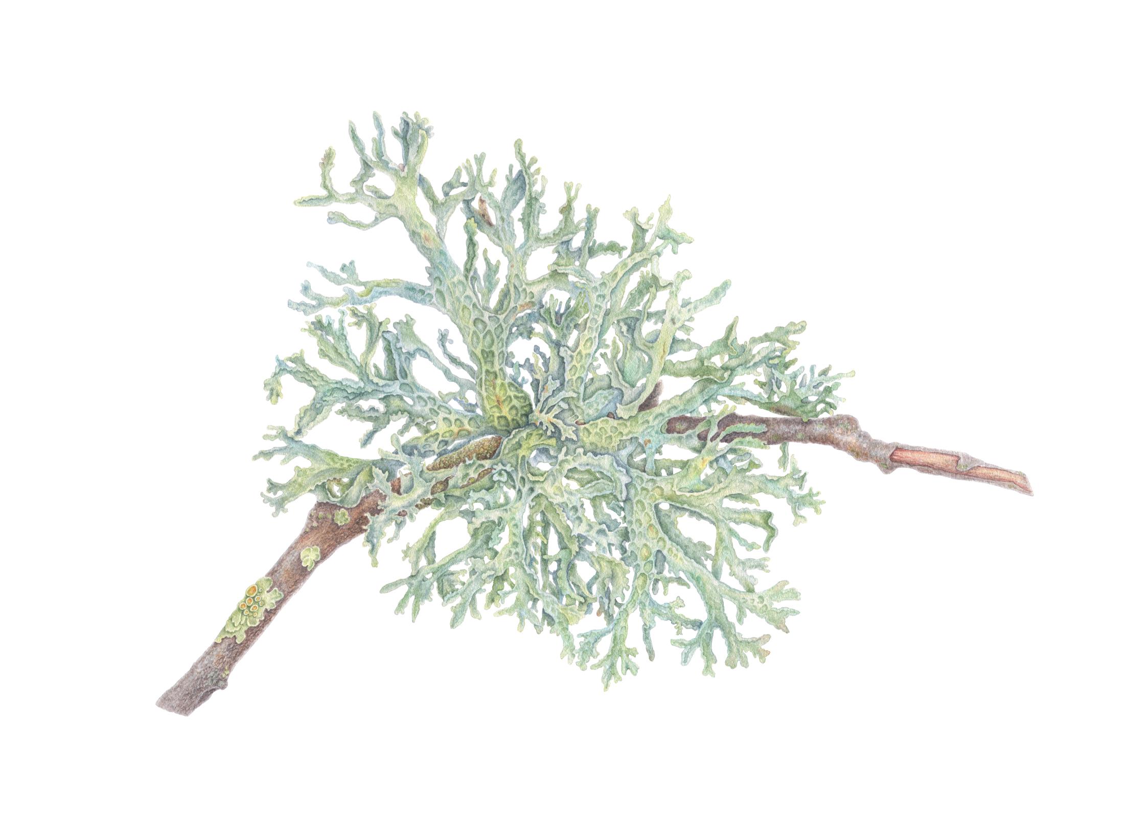 Labyrinth of Illusions. Oakmoss. Evernia prunastri