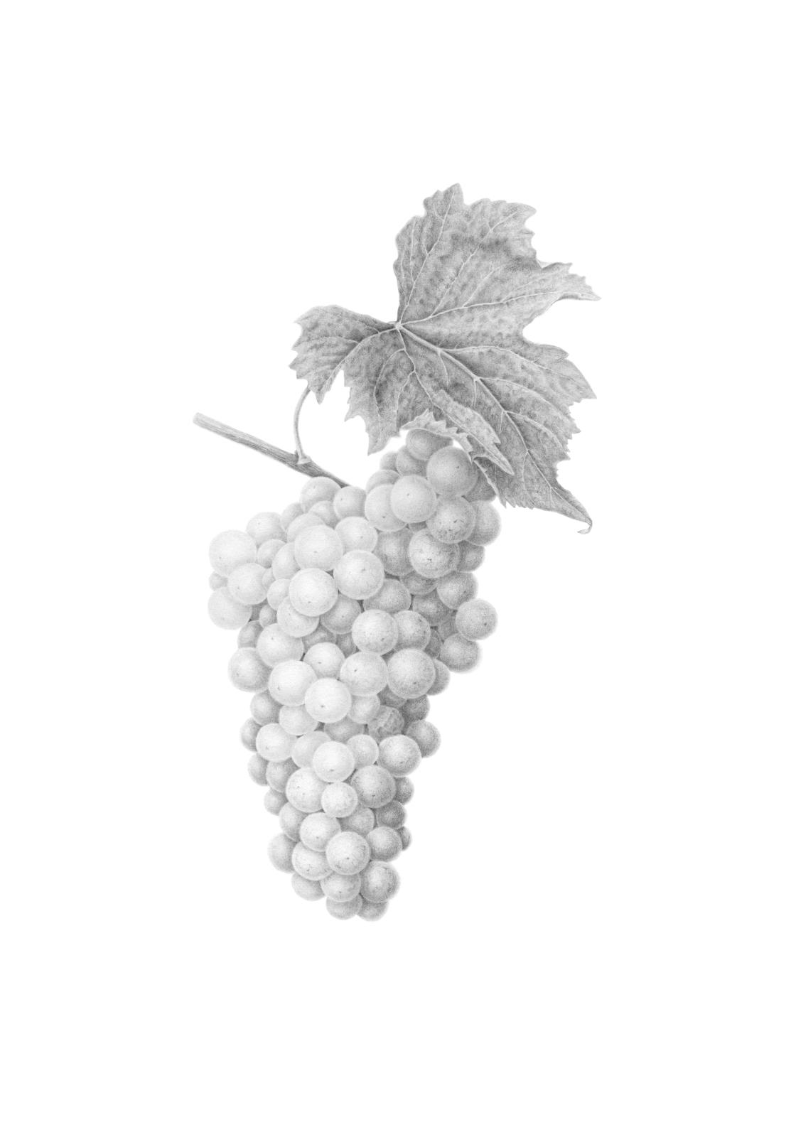 Vitis Telti-kuruk