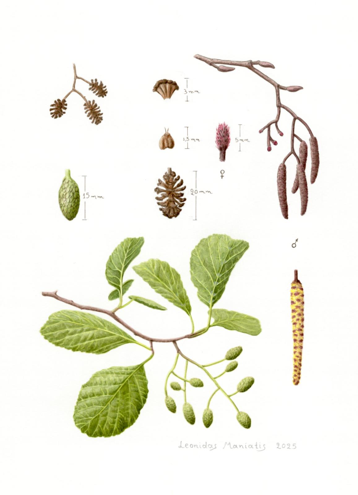 Alnus glutinosa