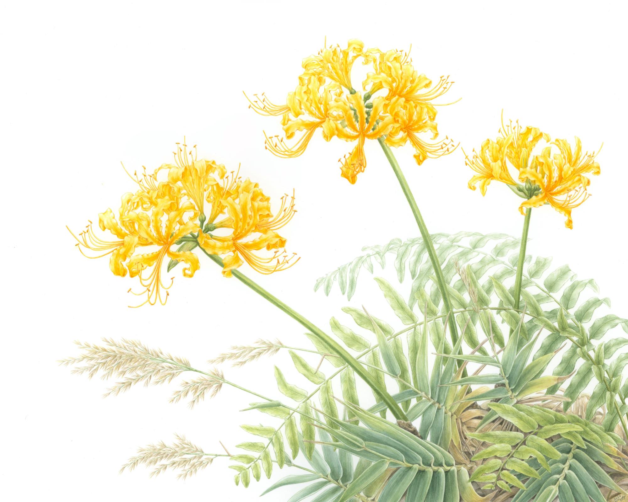 Golden Spider Lilies on Keelung Islet