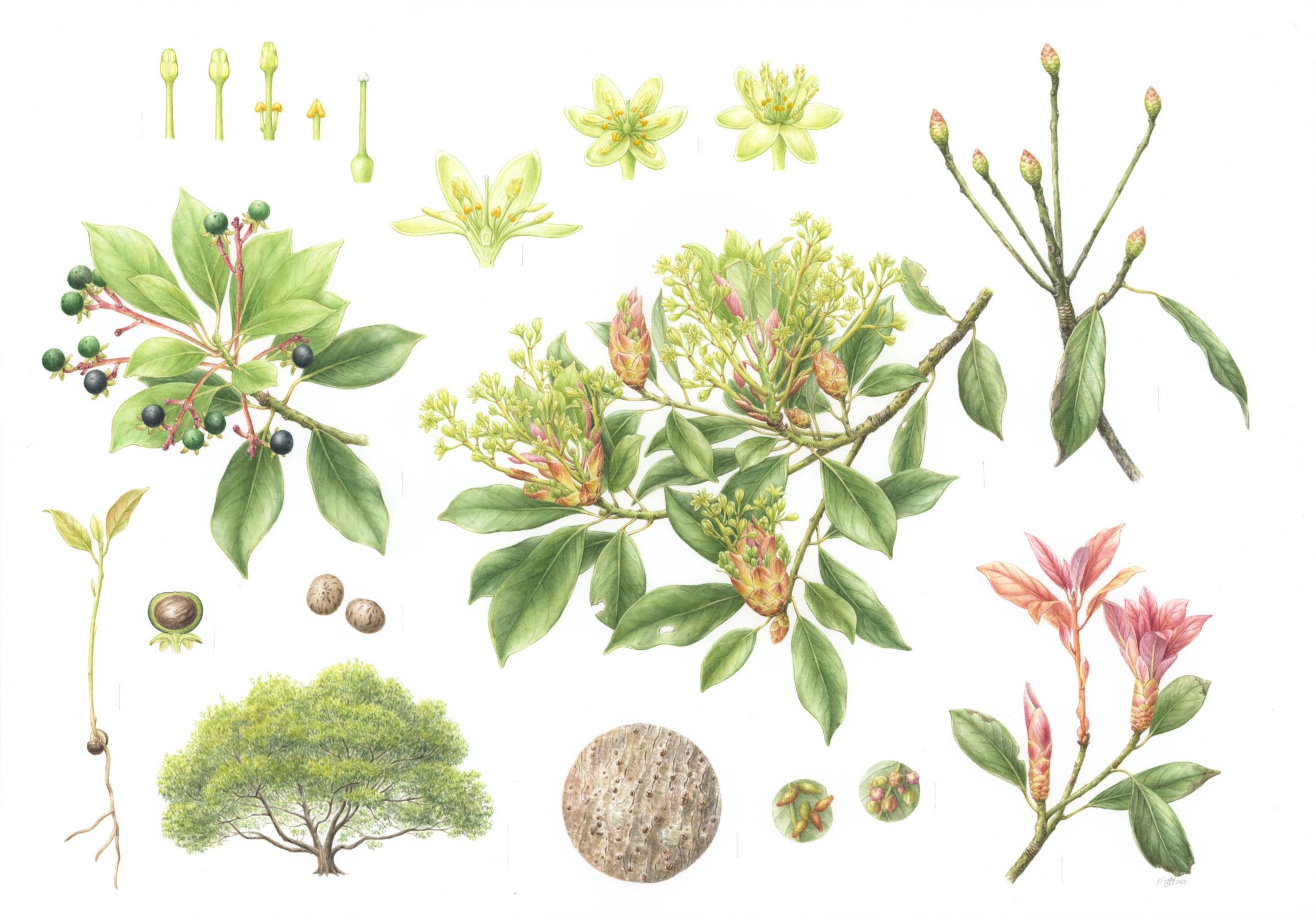 Machilus thunbergii