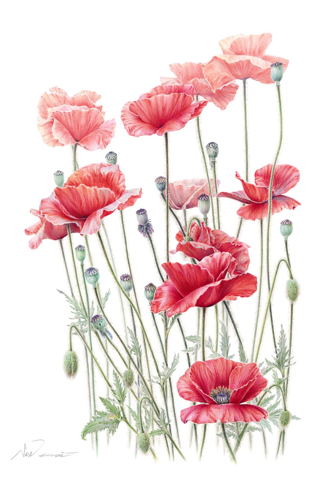Flanders poppy