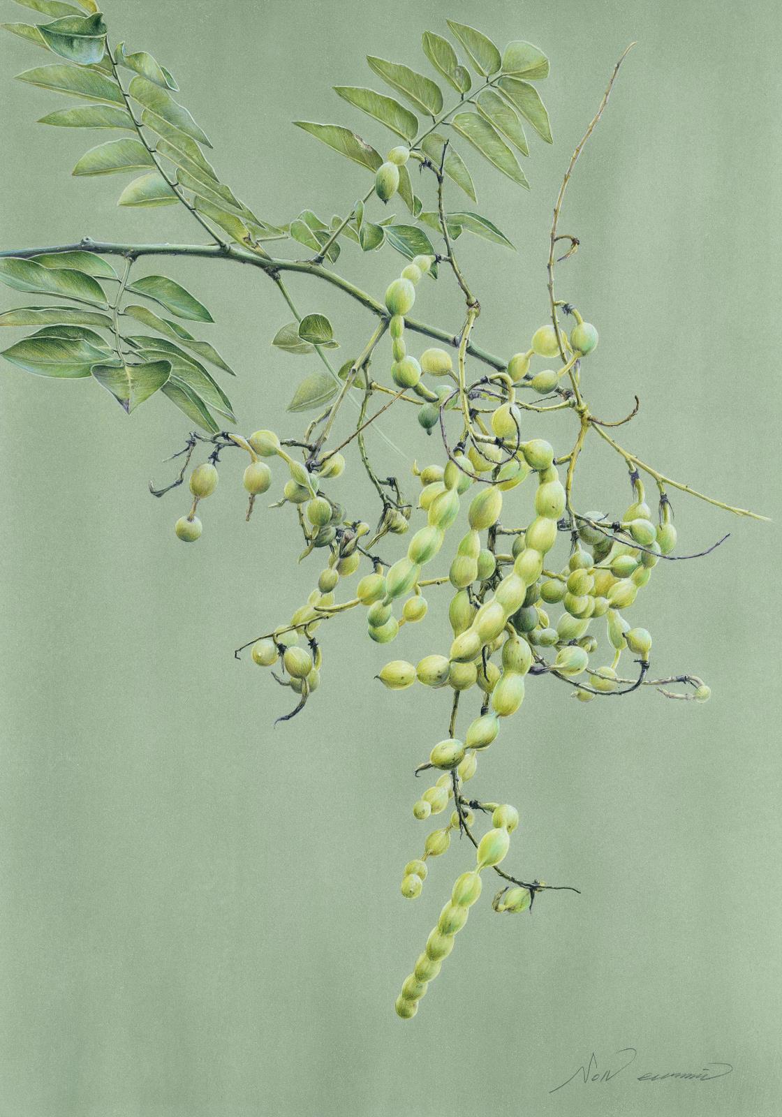 Chinese scholar tree