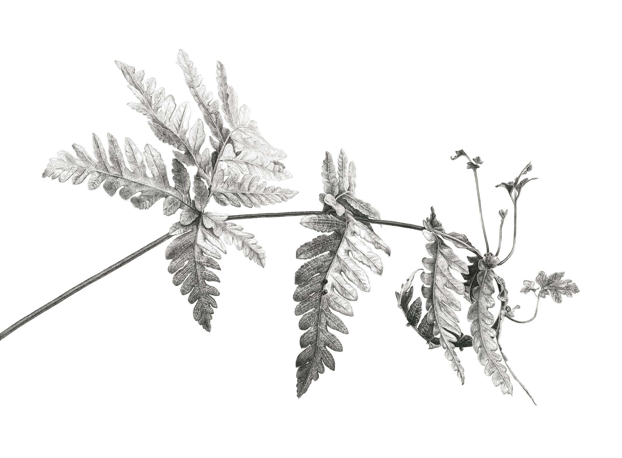 Tectaria gemmifera (Snail fern)