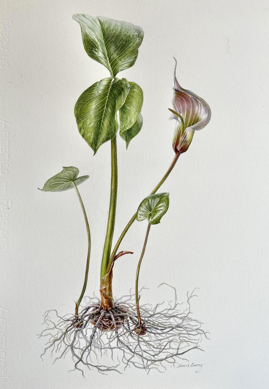 Arisaema candidissimum