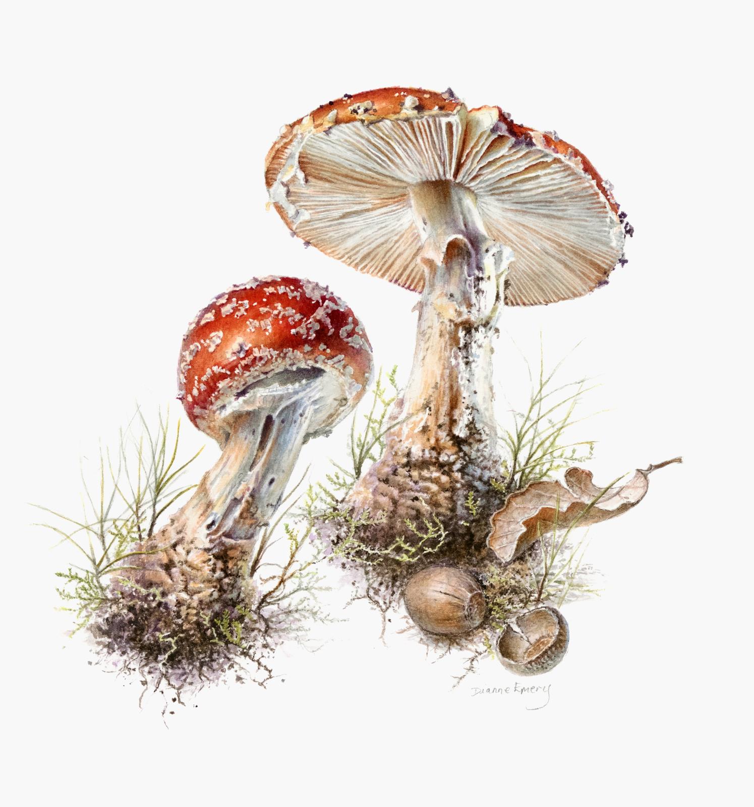 Amanita muscaria